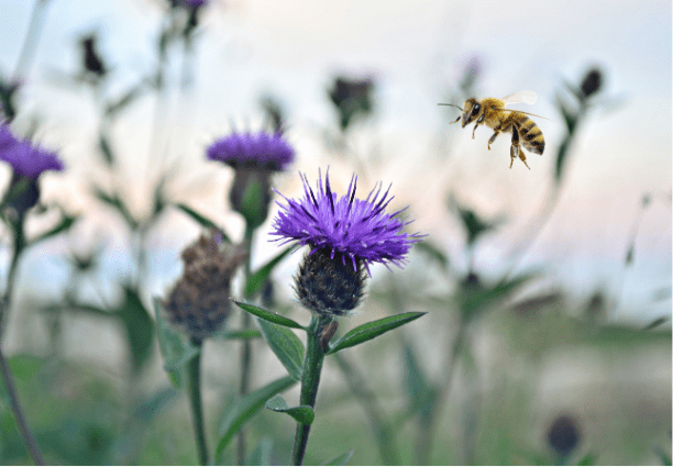 Biene an einer Distel